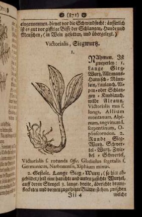 871-879, Victorialis - virga aurea serrata latifolia