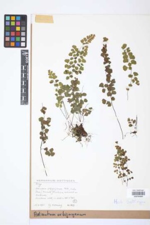 Adiantum orbignyanum Mett.