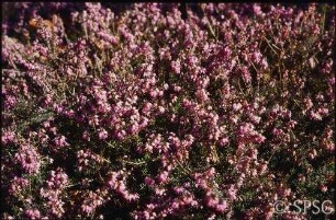 Potsdam, Park Sanssouci, Sträucher und Klettergehölze, Blüte.