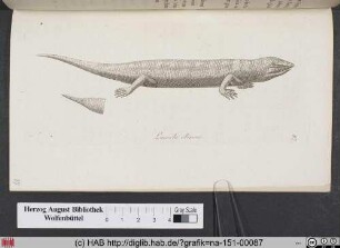 Lacerta Scincus / Vulgo der kleine Landcrocodill.