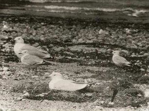 Silbermöwe (Larus argentatus Pont.), zusammen mit Sturmmöwen am Brutplatz