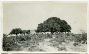 nebi oscha'
