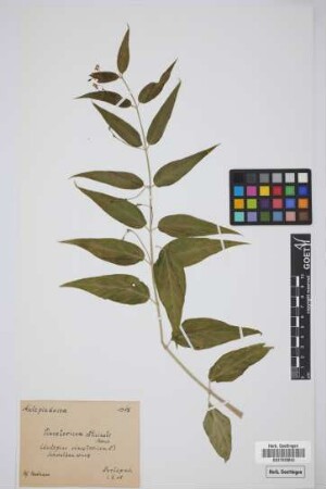 Vincetoxicum officinale Moench