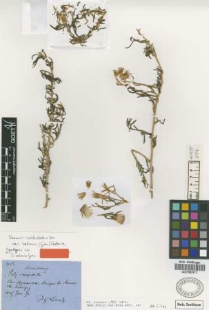 Senecio salsus Griseb. [syntype]