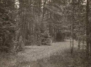 Thüringen. Kalkwald bei Keilhau auf dem Steinberg