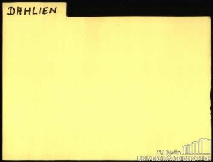 DAHLIA/DAHLIEN: Allgemein