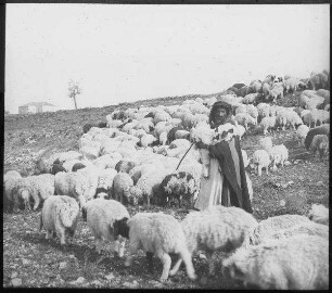 Schafherde nördl. v. Jerusalem