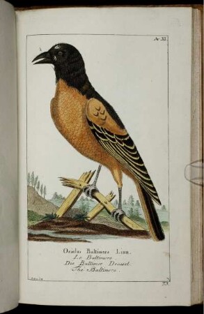 XI. Oriolus Baltimore, Linn. [bis] XXI. Merons Viridis, Linn