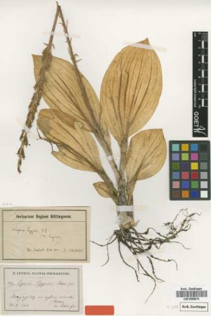 Liparis eggersii Rchb.f. [isotype]