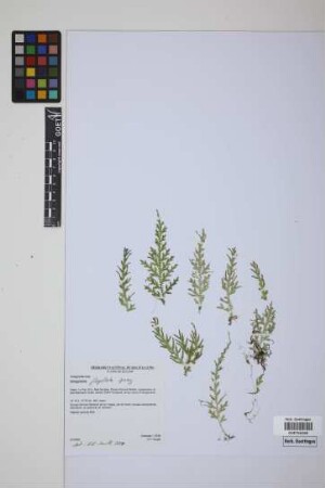 Selaginella flagellata Spring