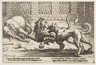 Der Hund Barcus tötet einen Löwen
