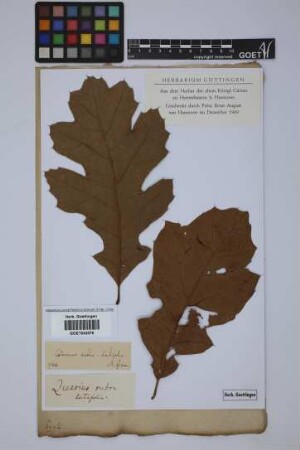 Quercus rubra: latifolia