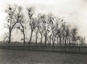 Allee von Schwarz-Pappeln (Populus nigra), auch Saarbaum mit Weißbeerigen Misteln (Viscum album), auch Weiße Mistel, Laubholz-Mistel in Dresden-Johannstadt, unterhalb von "Antons"