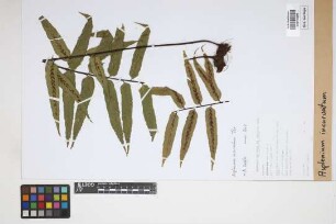Asplenium incurvatum Fée