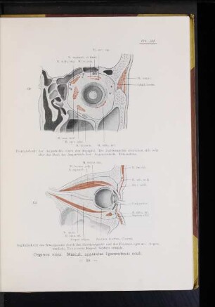 Organon visus. Musculi, apparatus ligamentosus oculi.