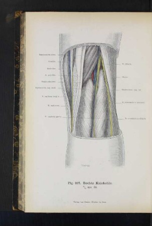Fig. 107. Rechte Kniekehle.