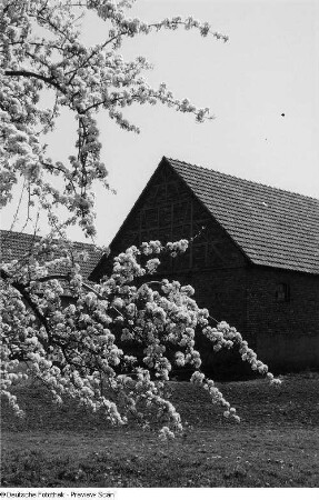 Blick auf ein Gehöft, mit einem blühenden Baum davor
