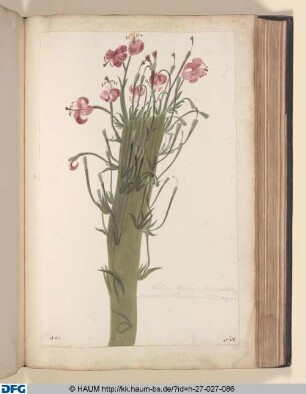 Lilium floribus reflexis, pallide purpures rentibus, valde punctatis, majus.