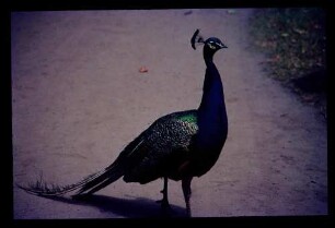 Pfaueninsel Pfau 6.8.68.