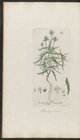 59. Plantago Psyllium