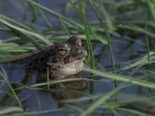 Bufo viridis (Bufonidae) - Rufverhalten