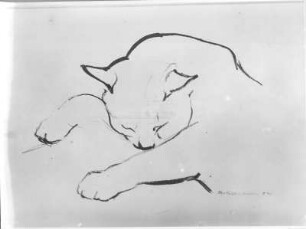 Schlafende Katze : Schlafende Katze. Kohlezeichnung (1954; E. Richter). Dresden-Striesen, Borsbergstraße 11, Atelier der Künstlerin