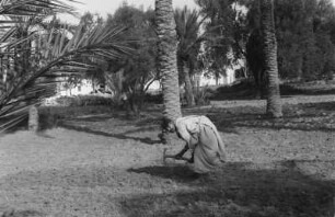 Palmenplantage : Mann auf einer Palmenplantage