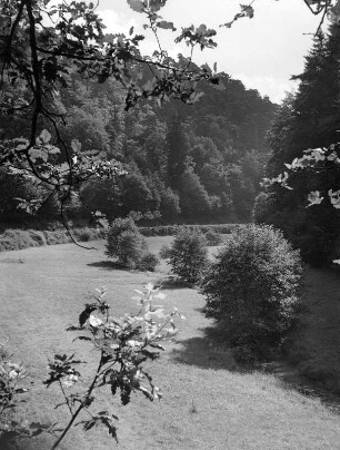 Leinbachtal im Pfälzer Wald