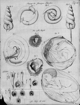 Tafel 13 zu Isis Heft VII. 1819