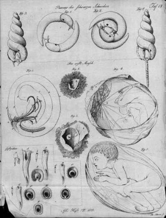 Tafel 13 zu Isis Heft VII. 1819