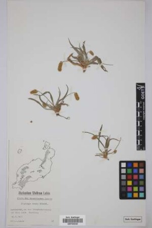 Plantago ovata Forsskal