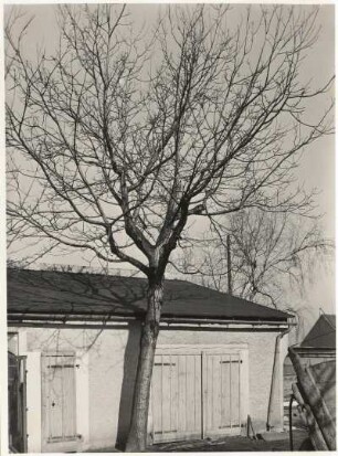 Echte Walnuss (Juglans regia). Unbelaubt
