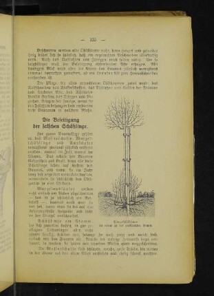 Wurzelschößlinge an einem zu tief gepflanzten Baum.
