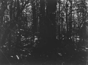 Dichter Wald : Dichter Wald