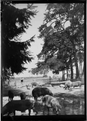 Neureut Schweineweide