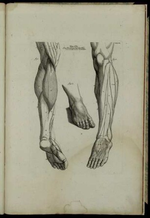 Tab. XVII. Tibia et pes. Das Schienbein samt den Fuß, von vornen und von hinten. fig. 1 – fig. 3