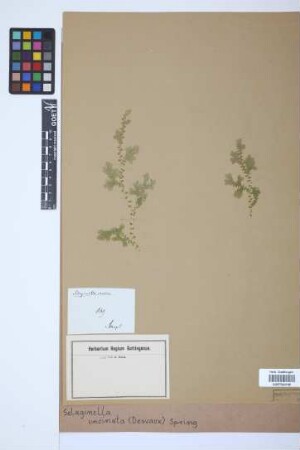 Selaginella uncinata (Desv.) Spring