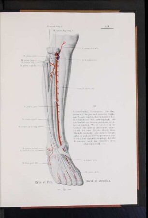 Crus et Pes, Nervi et Arteriae.