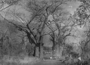 Baobab : Baobab an der Straße zur Station Kisuani der Deutsch-Ostafrikanischen Gesellschaft (DOAG). Unter einem der Bäume sitzt ein Kind
