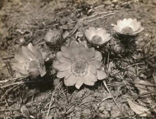 Adonisröschen (Adonis vernalis L.). Aschersleben (Harz)