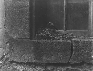 Gartenrotschwanz : Rochlitzer Berg, Gartenrotschwanz (Phoenicurus phoenicurus L.), Männchen am Nest.
