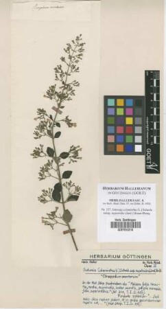 Satureja calamintha (L.) Scheele subsp. nepetoides (Jord.) Braun-Blanq.