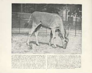 Elen-Antilope, Bulle