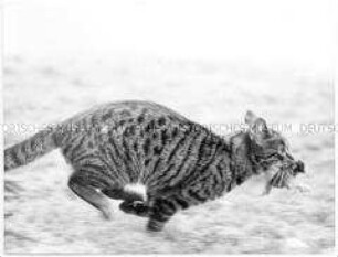 Rennende Katze mit Vogel im Maul (Altersgruppe 14-17)