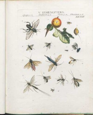 V. Hymenoptera.