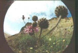 Ahrenshoop. Distel mit Blüte durch Fisheye-Objektiv
