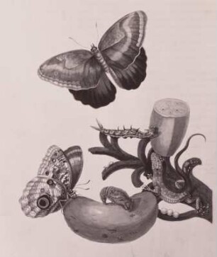 Maria Sibylla Merian (1647-1717). "Baccoves", aus: Metamorphosis Insectorum Surinamensium (Das Insektenbuch), SLUB S.B.3088 (Zool. 145)