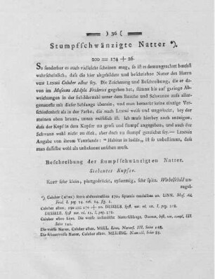 Stumpffschwänzigte Natter.