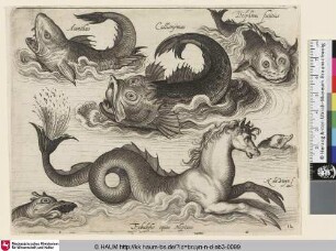 Acanthus; Callionijmus; Delphinus fictitius; Fabulosus equus Neptuni [Acanthus, Callionymus, fiktionaler Delphin und fiktionales Seeross; A Callionymid, Fictional Dolphin, and a Fantasy Seahorse]