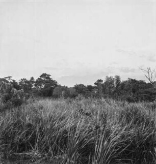 Graslandschaft : Blick über dichtes Gras zum Waldsaum